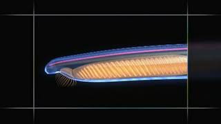 Chordate Animation  Amphioxus to Vertebrate Body Plan [upl. by Nuahsak874]