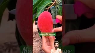 Miyazaki mango fruit cutting with knife japan viral shorts trending fruit fruitcutting [upl. by Most648]