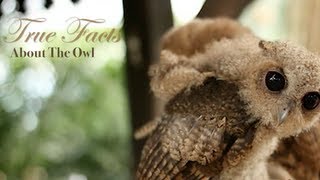 True Facts About The Owl [upl. by Fazeli238]