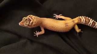 Leopard Gecko Chirping [upl. by Emanuela780]