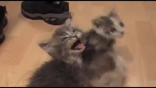 Cats and kittens meowing for 10 straight hours [upl. by Moulden334]