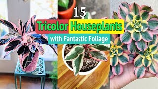 15 Tricolor Houseplants with Fantastic Foliage [upl. by Ylrevaw]