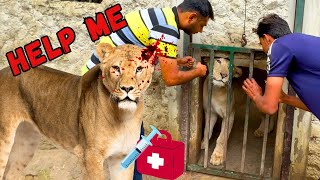 Lion zakhmi hogai or Dumbe ka bura haalzoo first Aid pets house mini zoo vlog [upl. by Auhsaj]