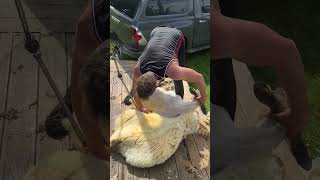 Suffolkx ewe shearing sheep shearing [upl. by Enailuj262]