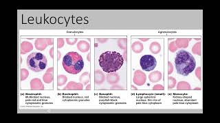 Blood Part 5 Leukocytes and Immune [upl. by Moynahan535]