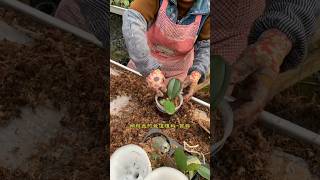 How amazing to grow orchids propagate plant fast and easy 341 [upl. by Irual]