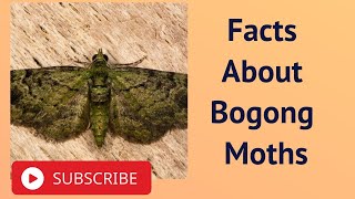 Facts About Bogong Moths [upl. by Melesa342]