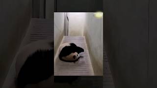 Clever Girl Fubao fubao cute panda 福宝 你太聪明了嘛 loveanimalsplanet [upl. by Etnud]