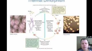 Chapter 22  The Fungal Infections of Medical Importance [upl. by Nivrag]