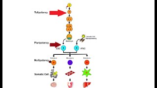 Difference between totipotent pluripotent amp multipotent stem cells [upl. by Mlohsihc]