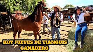 hoy jueves de tianguis ganadero caballos yeguas potrancas toros yuntas vacas becerros aves puercos [upl. by Rihsab]