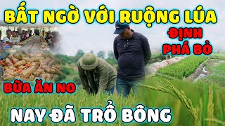 Quanglinhvlogs  Ruộng Lúa quotĐịnh Phá Bỏquot Từ Lâu  Nay Đã quotBất Ngờquot Trổ Bông [upl. by Bj]