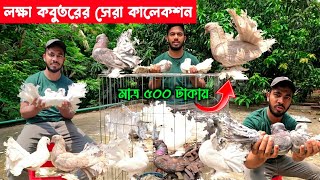 মাত্র ৫০০ টাকায় লক্ষ কবুতর  lokka kobutor  kobutor hat 2024  lokka kobutor price 2024 [upl. by Gladi]