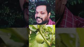 ഉമ്മംDatura Stramonium🌱AM Vlogs🌸🥰 [upl. by Ahsinuq]