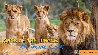 Discover the Majestic Lion [upl. by Trudey]