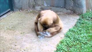 A Gibbon and His Squirrel [upl. by Caye]