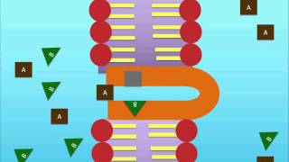 ABC Transporter  Bedeutung für Krebs und Antibiotika Signaltransduktion aktiver Transport [upl. by Jepum]