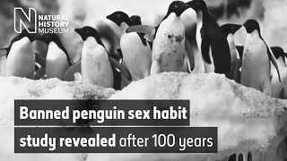 Banned penguin sex habit study revealed after 100 years  Natural History Museum [upl. by Anev862]