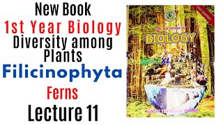 Filicinophyta Pterophyta ferns  Diversity among plants  class 11 biology sindh board new book [upl. by Ahsitniuq]