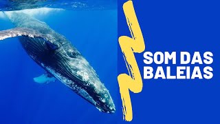 BALEIA AZUL e o seu incrível Canto  BLUE WHALE sound effects  Som das Baleias [upl. by Seleta528]