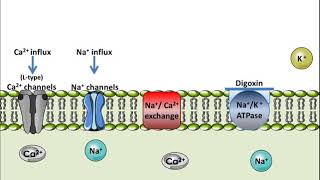 Digoxin  Mechanism of Action [upl. by Ajiam]