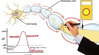 NEURON ACTION POTENTIAL MADE EASY [upl. by Can]