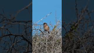 european stonechat female [upl. by Cailly]