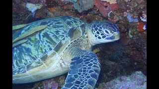 Divesite Bastianos Bunaken  Nord Sulawesi Indonesien [upl. by Yereffej34]