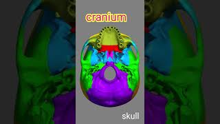 Cranium Bone8Skull anatomy biology shortvideo trending bones [upl. by Emya]