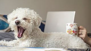 A Closer Look at the Distinctive Markings and Features of Bichon Frise Dogs [upl. by Nonnahs238]