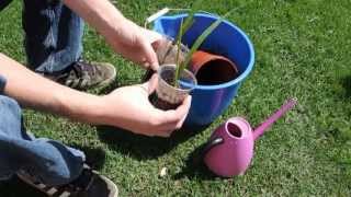 Date Palm Transplanting seedlings [upl. by Adnauqal]