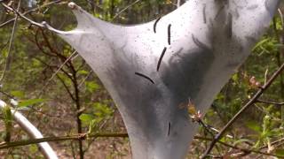 Gypsy Moth Nest  Pennsylvania  Lymantria Dispar Dispar [upl. by Kcirdot]