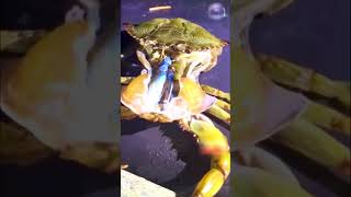 Crab changing its exoskeleton animal animals [upl. by Zebadiah353]