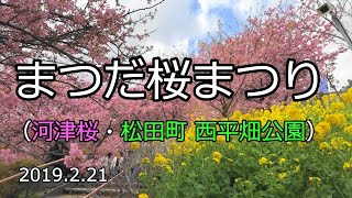 2019松田町「まつだ桜まつり」河津桜・菜の花 が満開 Cherry blossoms Festival in matsuda [upl. by Macilroy]