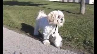 Easy Hands Free Way To Use Dog Poop Bags Or Dog Waste Bag [upl. by Killen]