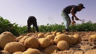 Le Sahara algérien véritable pôle agricole international [upl. by Darci]