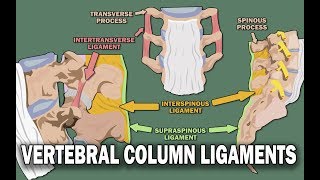 VERTEBRAL COLUMN ANATOMY 22  Ligaments and the Spinal Cord [upl. by Etteb]