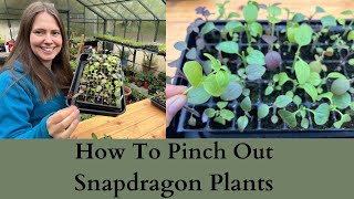 How To Pinch Out Antirrhinum  Snapdragon Plants For More Flowers [upl. by Garbers304]