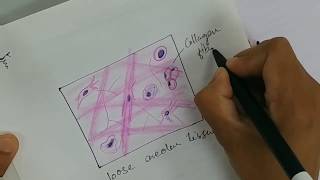 Histology Drawing of Loose Areolar Tissue with explanation  connective tissue [upl. by Htilil857]