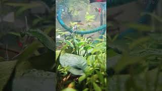 Bristlenose pleco in planted aquarium [upl. by Leahcimnaj]