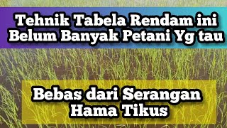 Belum banyak petani tau tehnik Tabela rendam Bebas dari serangan hama tikus padi sawah [upl. by Marquita]