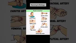 7 Pulse locations in human body pulse nurse dr anesthetic anatomy arteries [upl. by Shaughnessy]