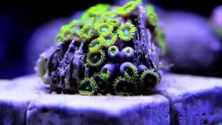 Zoanthids Opening [upl. by Ettesus]