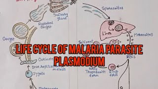 life cycle of malaria parasite plasmodiumin hindi [upl. by Kant356]