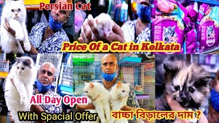 Price of a Cat in kolkata🐈বাচ্চা বিড়ালের দাম🐈Pet Shop Kolkata Price Update  Parsian Cat Rate [upl. by Tillo]