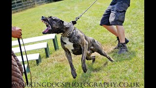 YACANTO DE LA ARENA PresaDogo Canario working dog schutzhund alano züchter Welpen K9 Diensthund [upl. by Bevvy754]