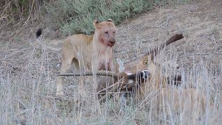 Lions catch a Waterbuck and eat it ALIVE INTENSE VIDEO [upl. by Karame934]