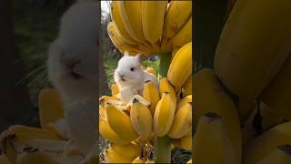 Facts about Banana trees 🎋 ytshorts nature facts [upl. by Parthenia]