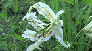 ポール・スミザー Lilium auratum ヤマユリ [upl. by Coop]