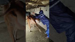 IM injection in a cowintramuscular injection in cattlecrazy funny tiktok of a cow [upl. by Ahsitruc190]